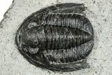 Diademaproetus Trilobite Fossil - Morocco #251028-1